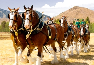 The Budweiser Clydesdales in Sun Valley, Idaho